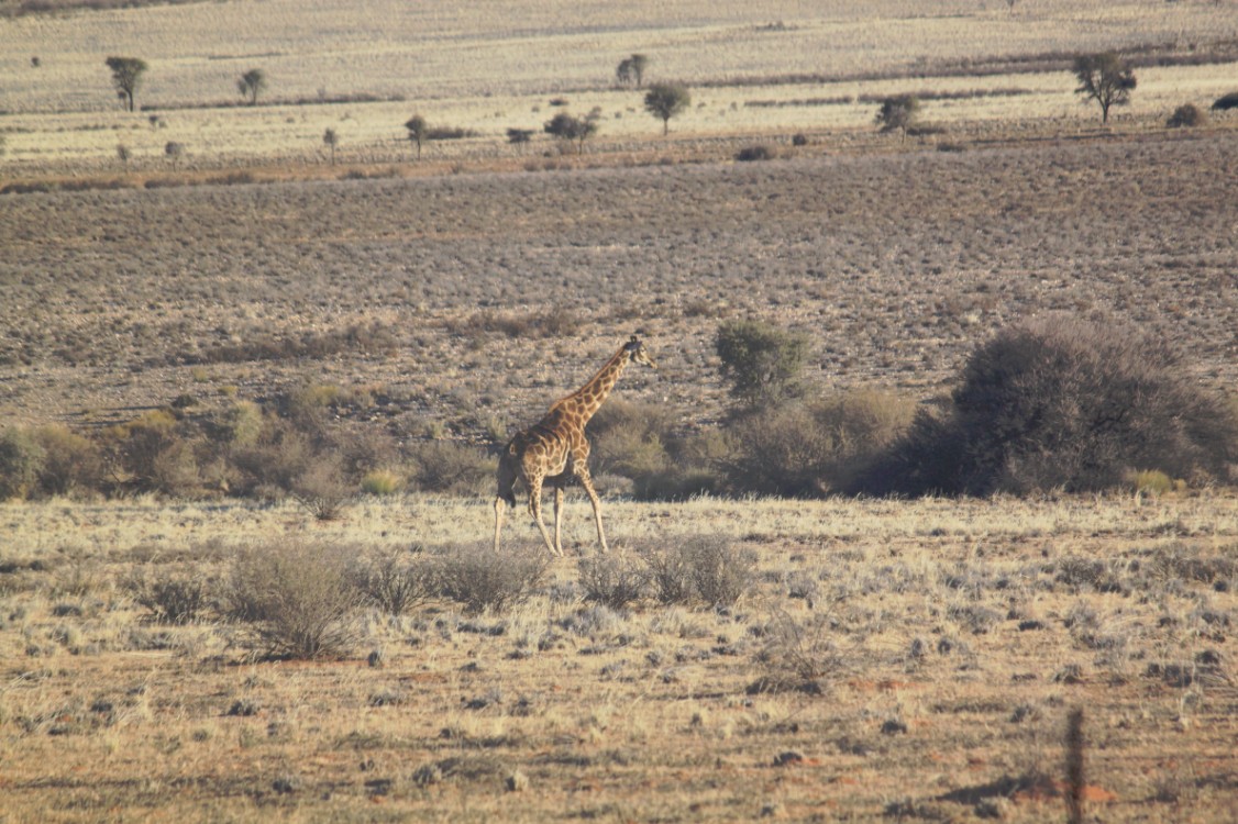 Namibie_Zuid_2015_Img0108