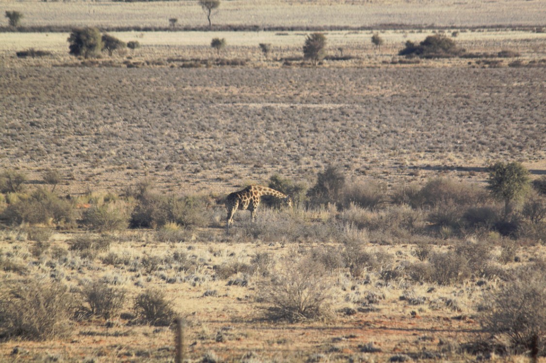 Namibie_Zuid_2015_Img0109