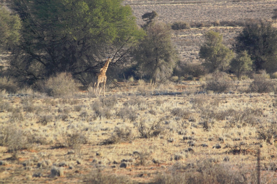 Namibie_Zuid_2015_Img0112