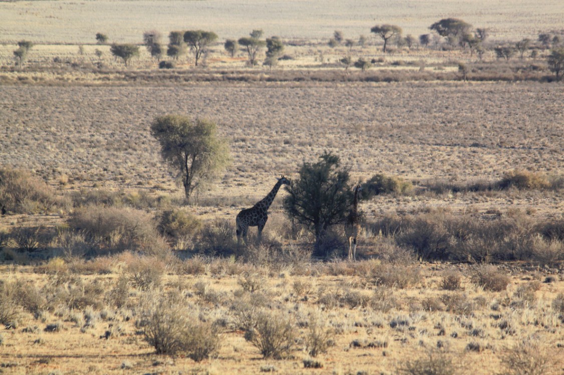 Namibie_Zuid_2015_Img0116