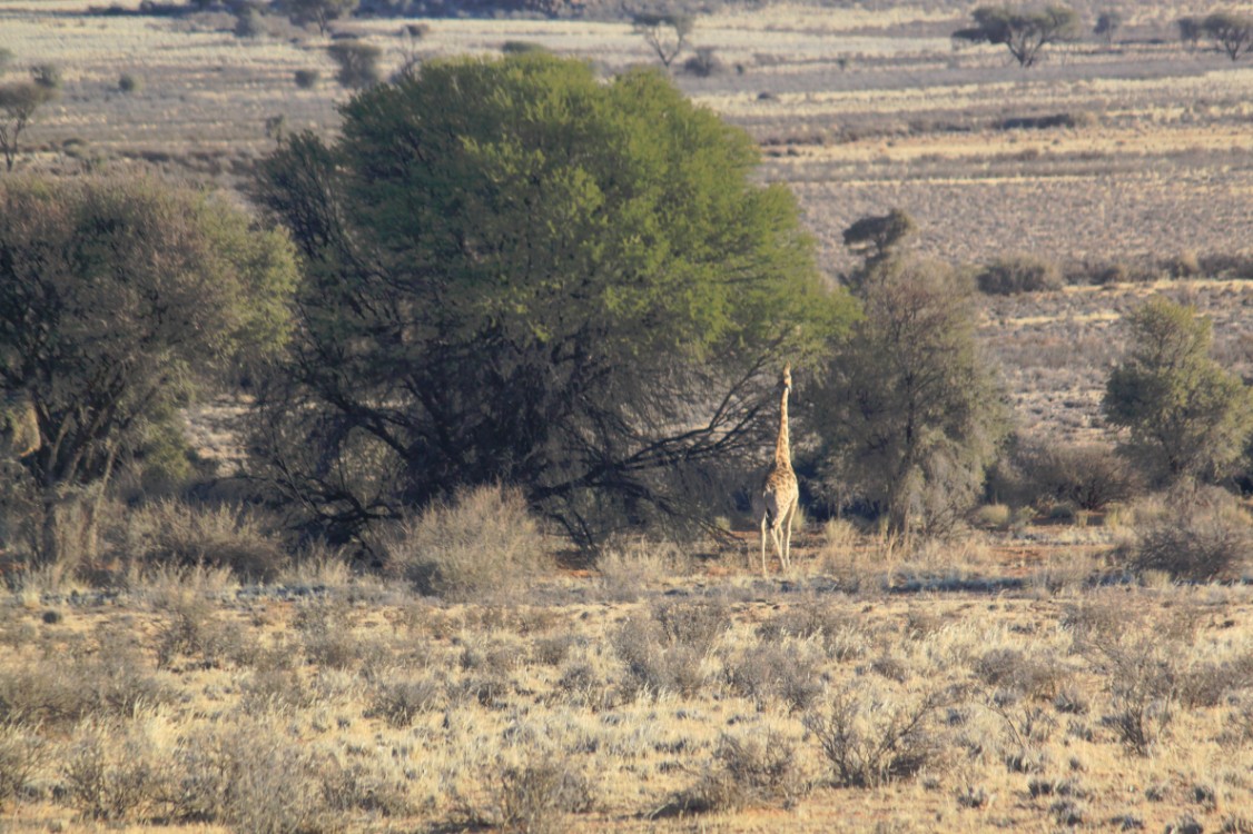 Namibie_Zuid_2015_Img0118