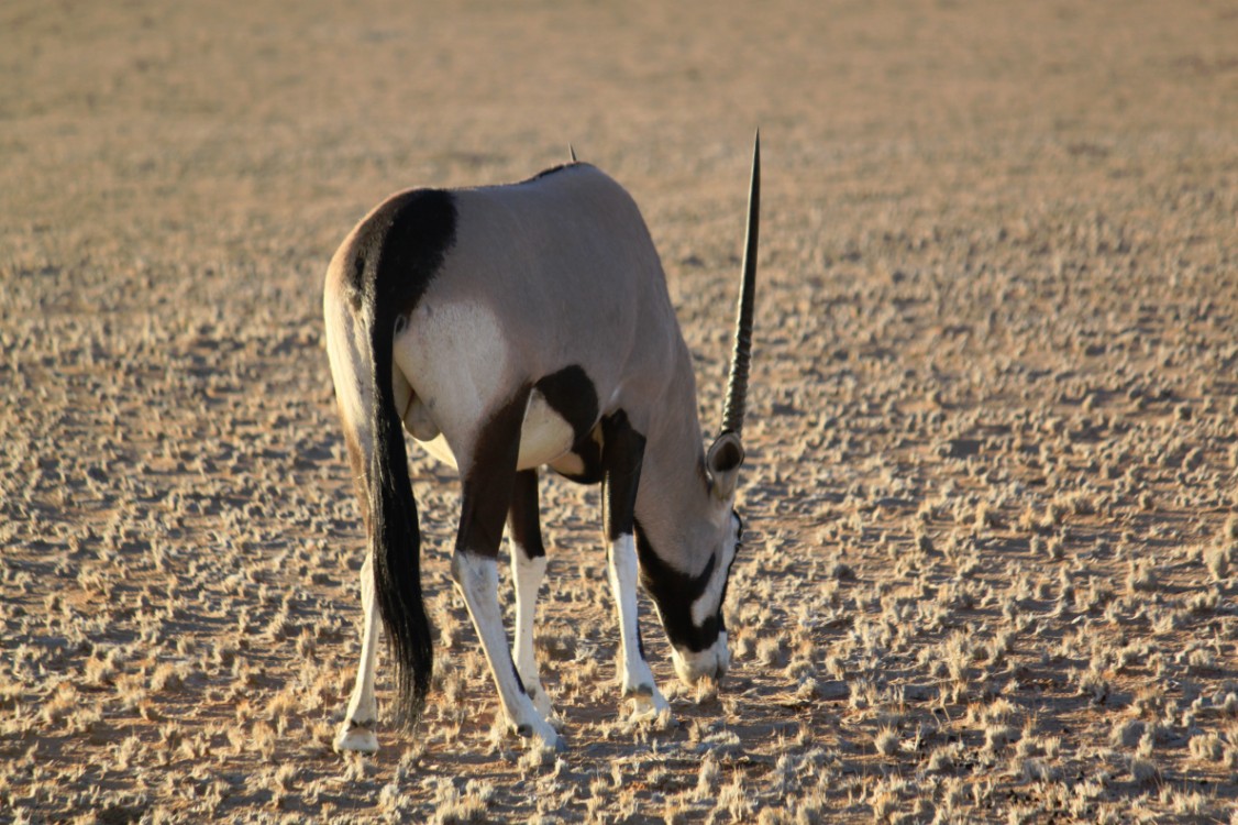 Namibie_Zuid_2015_Img0120