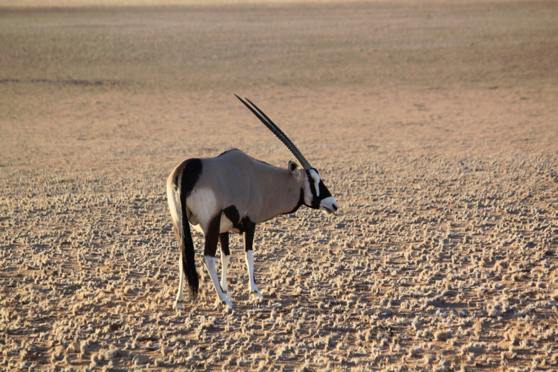 Namibie_Zuid_2015_Img0121