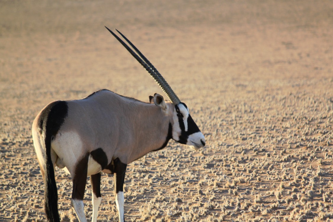 Namibie_Zuid_2015_Img0122