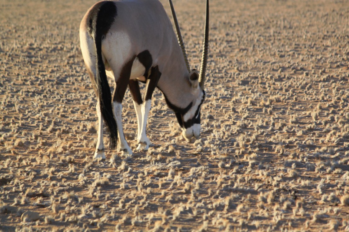 Namibie_Zuid_2015_Img0124