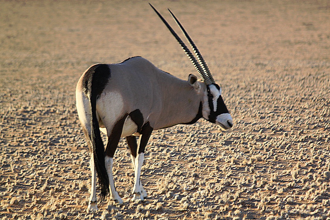 Namibie_Zuid_2015_Img0125