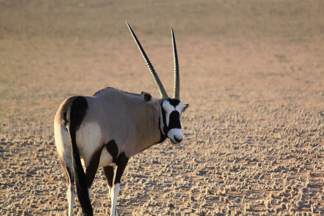 Namibie_Zuid_2015_Img0126