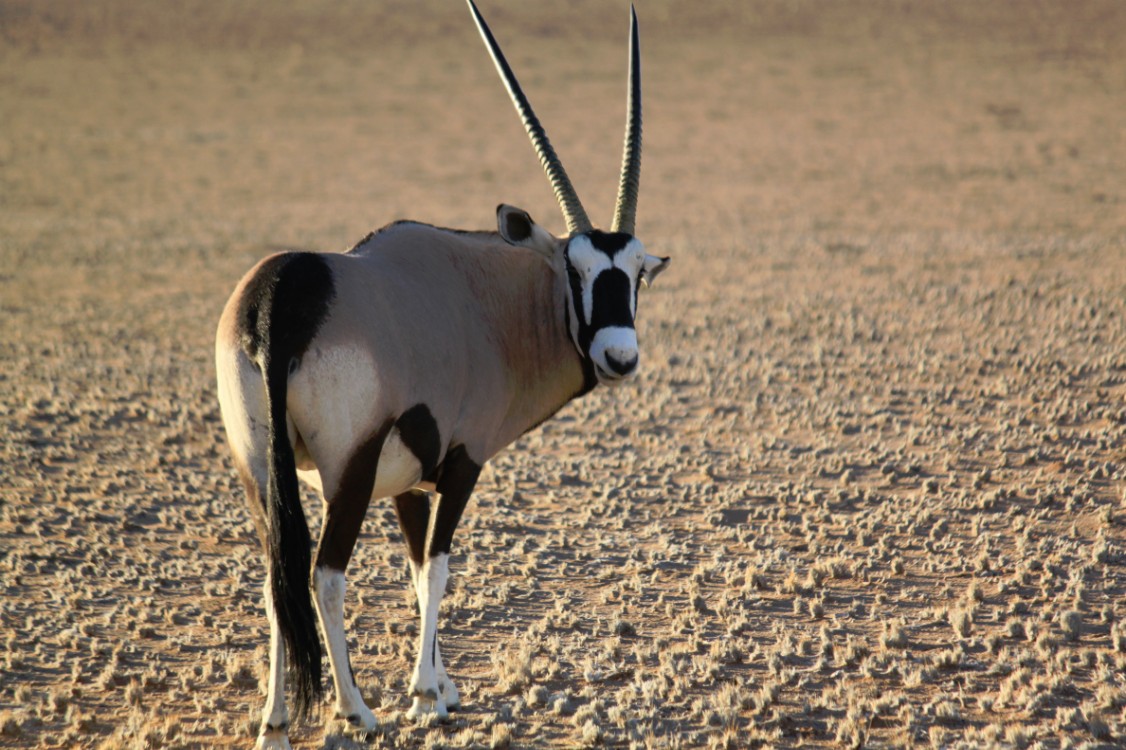 Namibie_Zuid_2015_Img0127