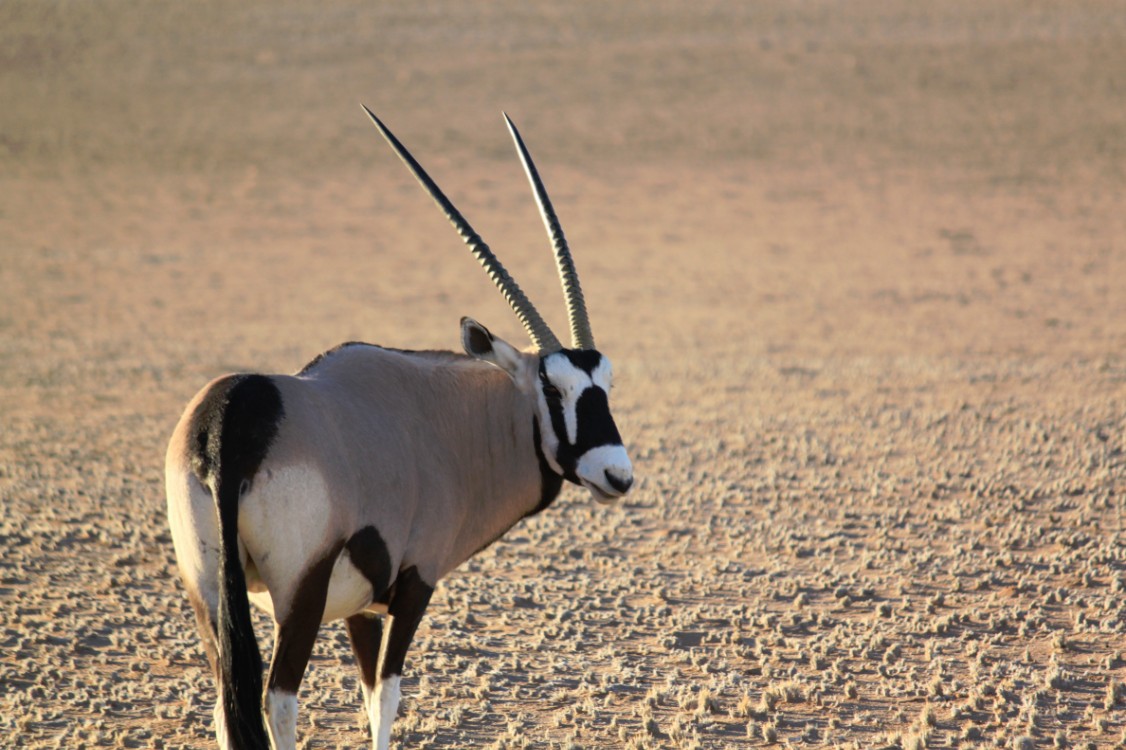 Namibie_Zuid_2015_Img0128