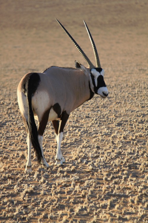 Namibie_Zuid_2015_Img0129