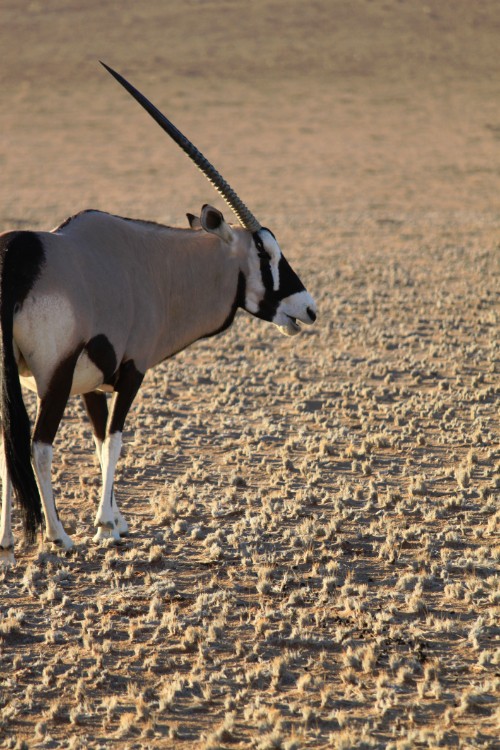 Namibie_Zuid_2015_Img0130