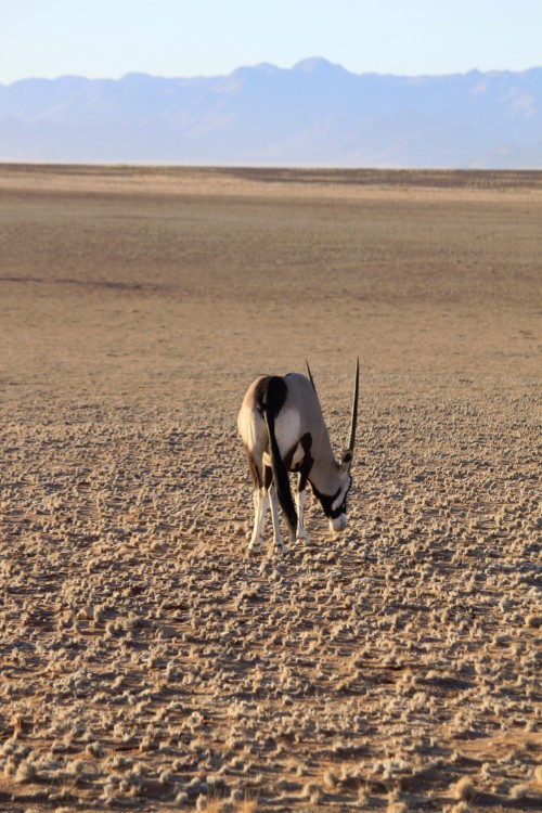 Namibie_Zuid_2015_Img0132