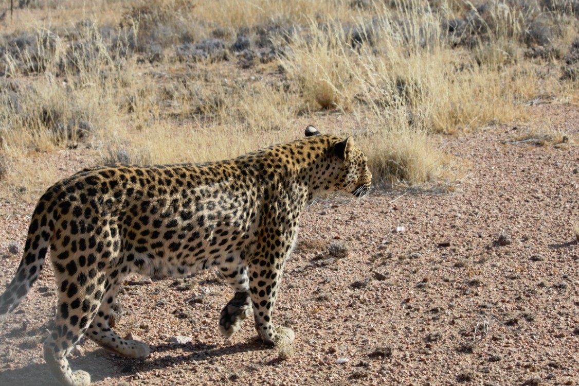 Namibie_Zuid_2015_Img0142