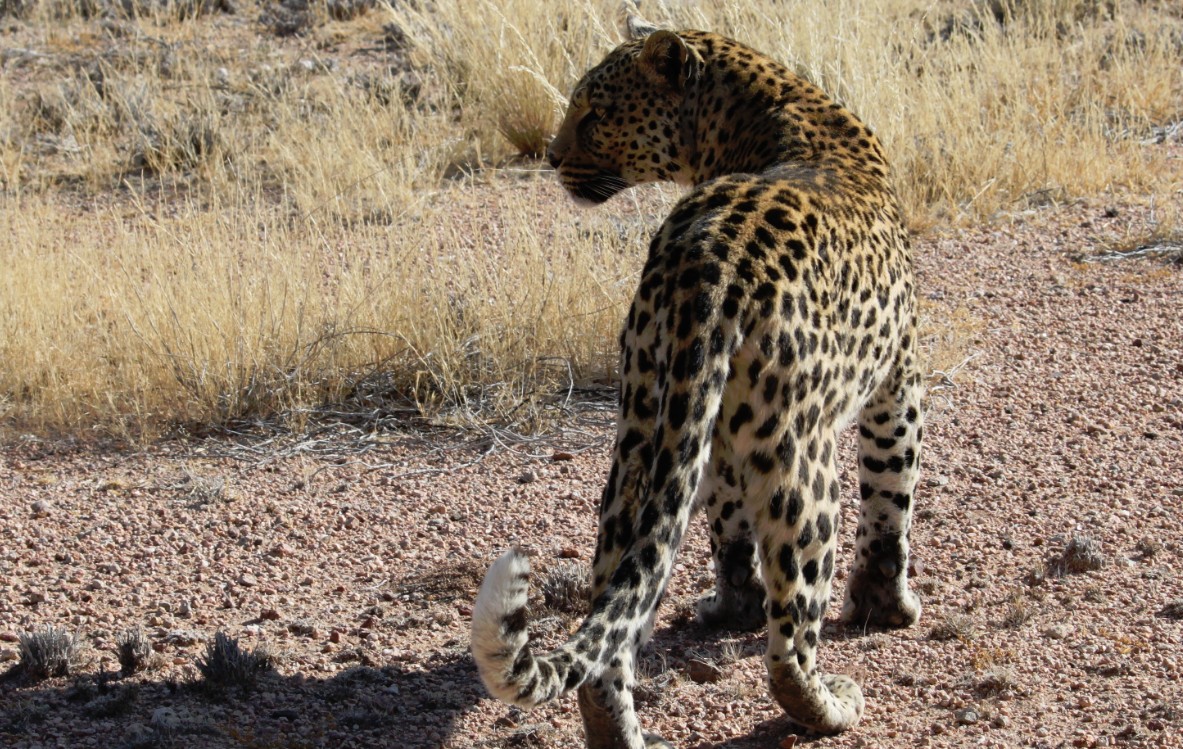 Namibie_Zuid_2015_Img0143