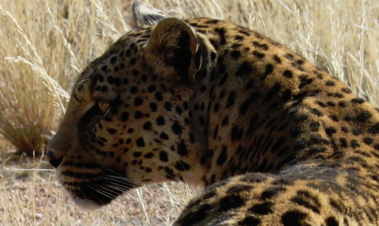 Namibie_Zuid_2015_Img0144