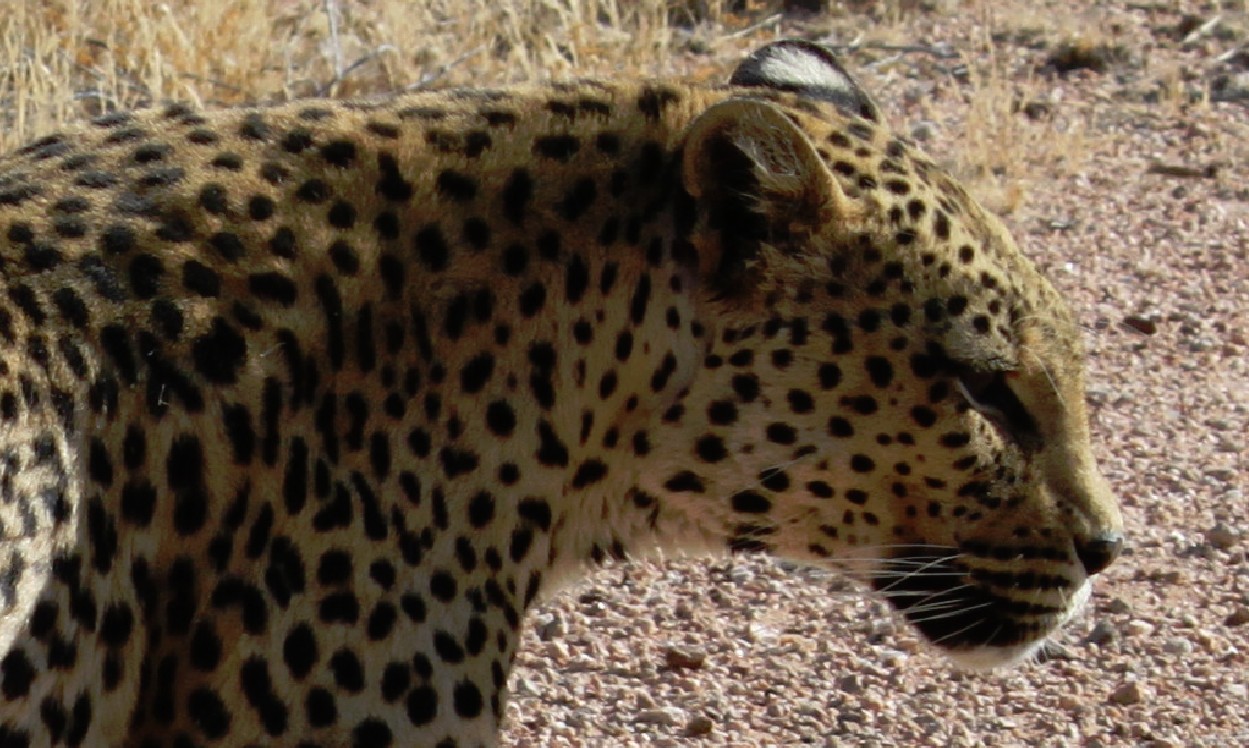 Namibie_Zuid_2015_Img0146