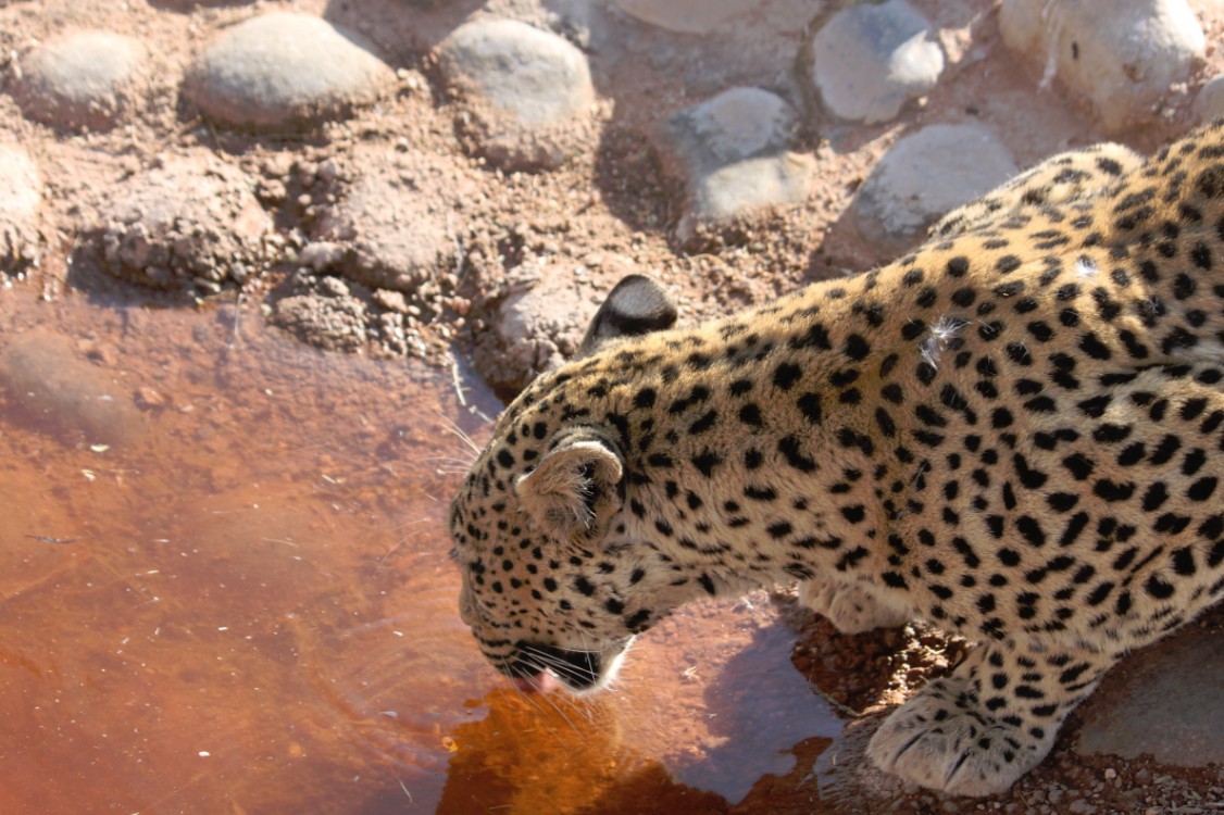 Namibie_Zuid_2015_Img0148