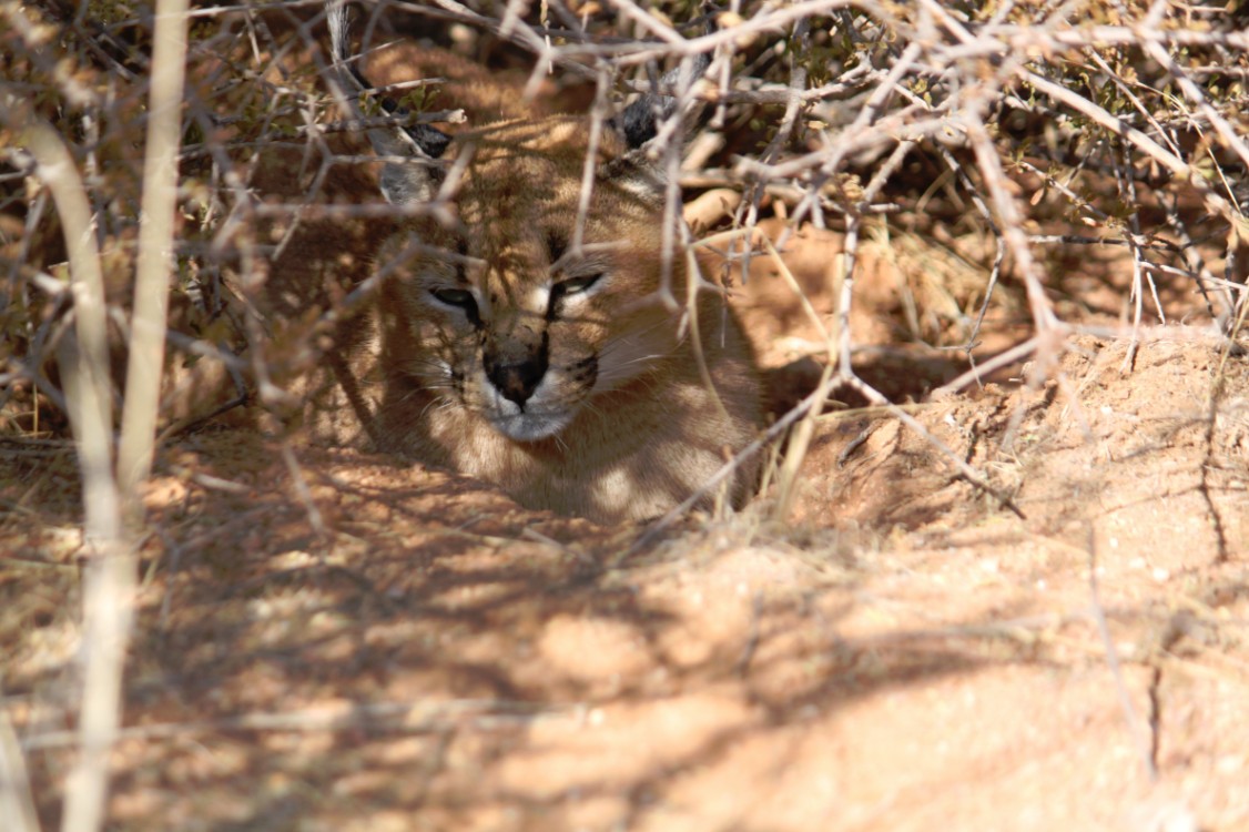 Namibie_Zuid_2015_Img0152