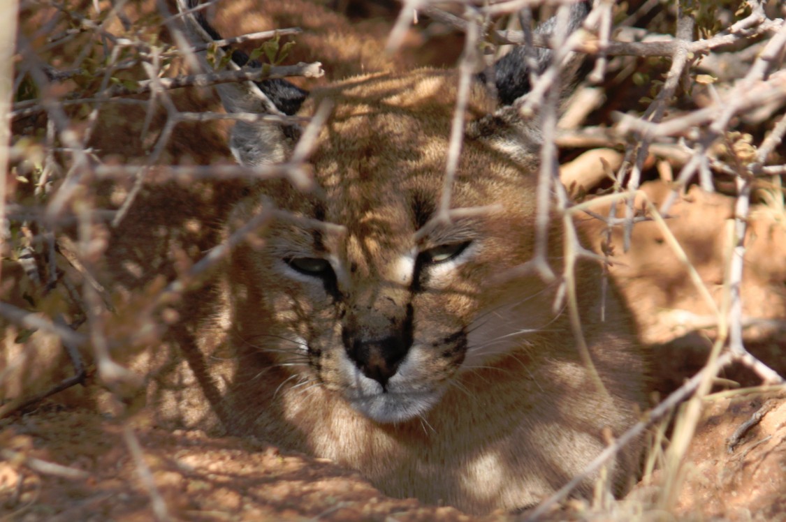 Namibie_Zuid_2015_Img0153