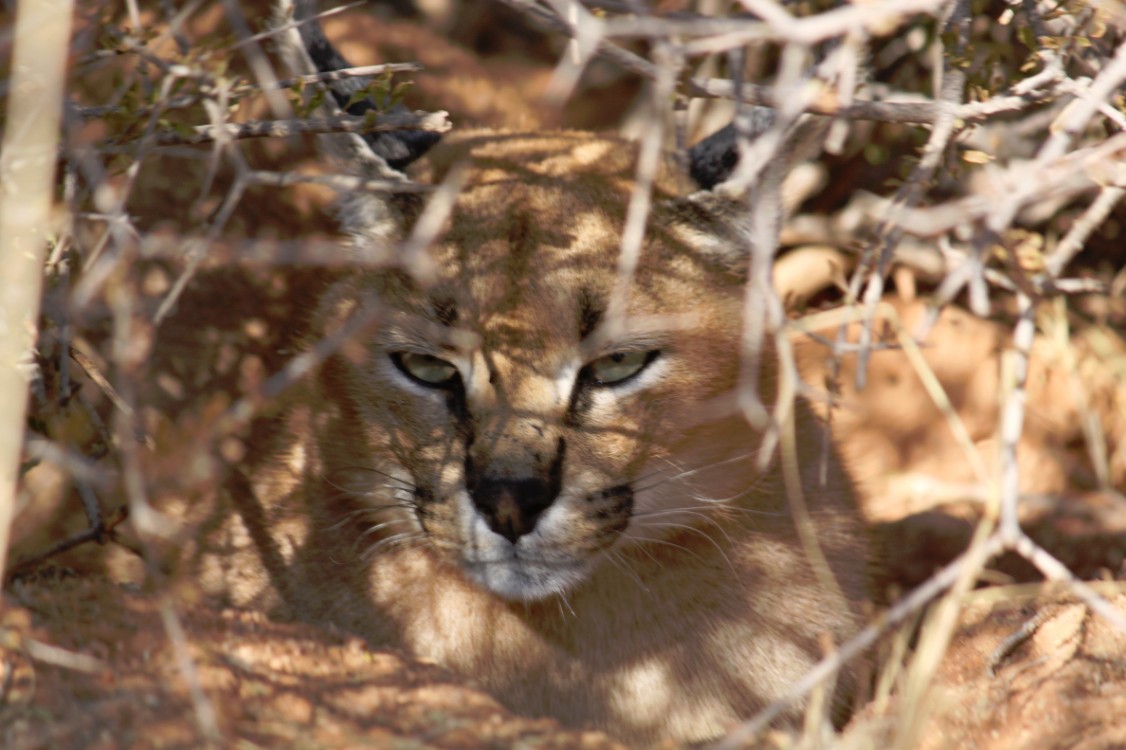 Namibie_Zuid_2015_Img0154