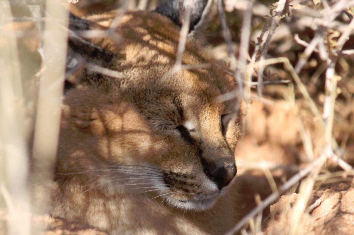 Namibie_Zuid_2015_Img0155