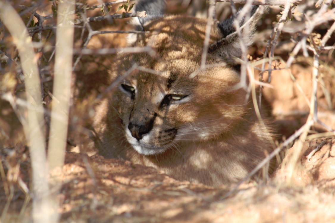 Namibie_Zuid_2015_Img0158