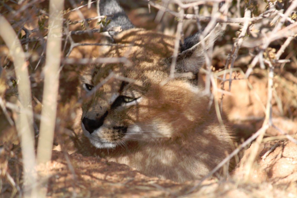 Namibie_Zuid_2015_Img0159