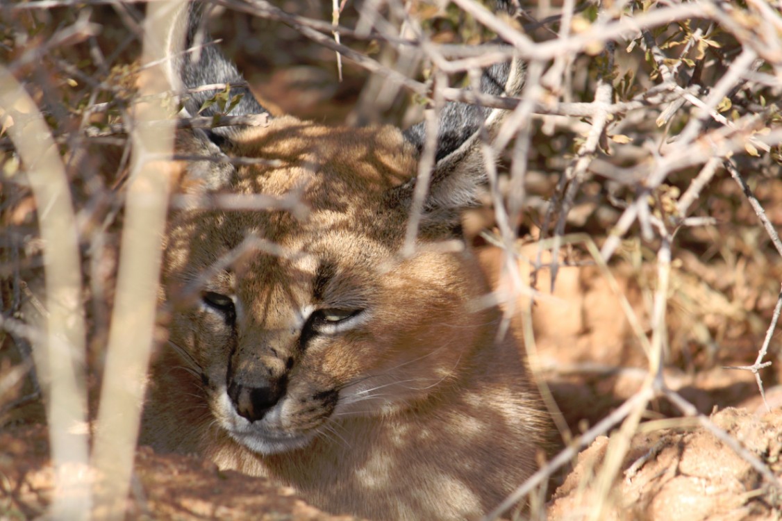 Namibie_Zuid_2015_Img0160