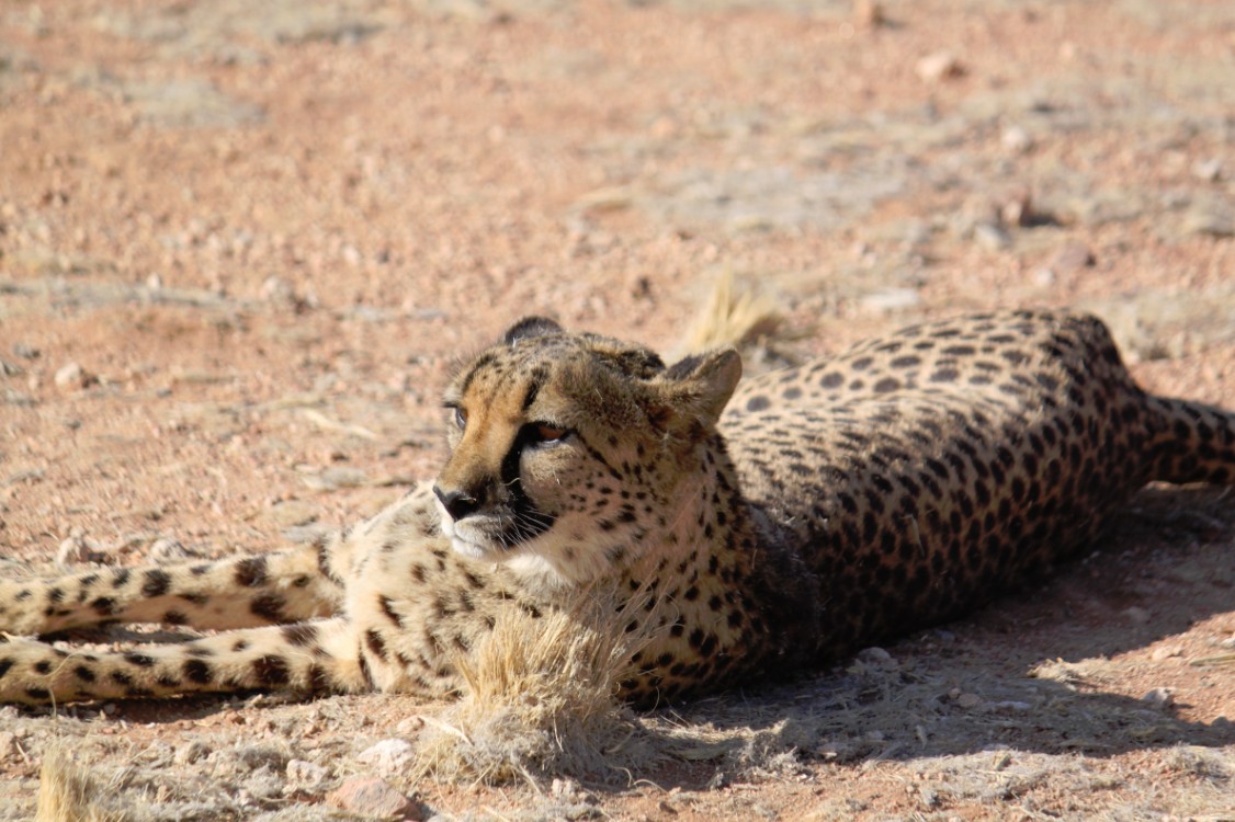 Namibie_Zuid_2015_Img0161