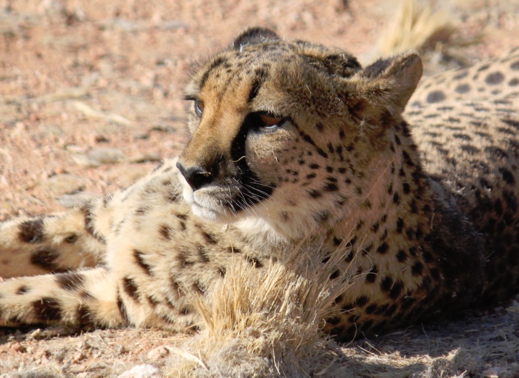 Namibie_Zuid_2015_Img0162