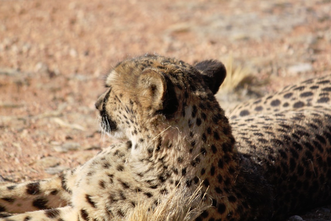 Namibie_Zuid_2015_Img0163