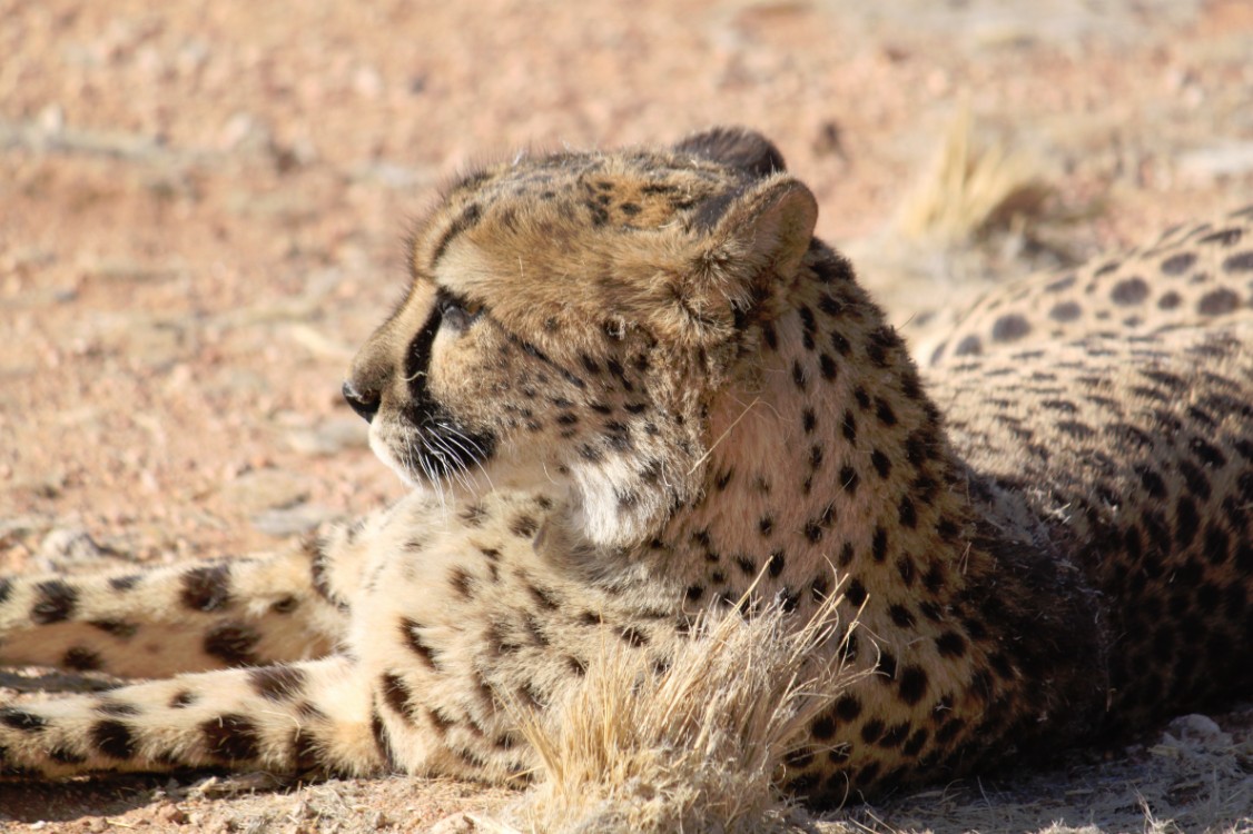 Namibie_Zuid_2015_Img0164