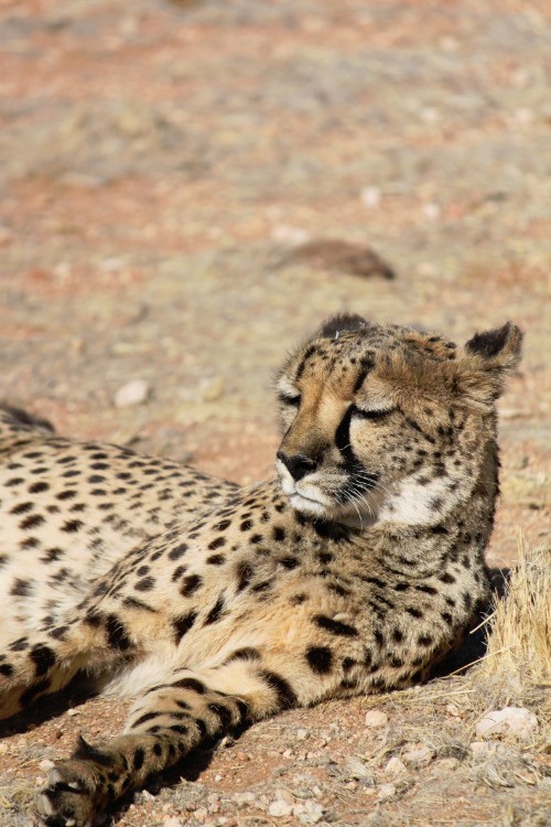 Namibie_Zuid_2015_Img0166