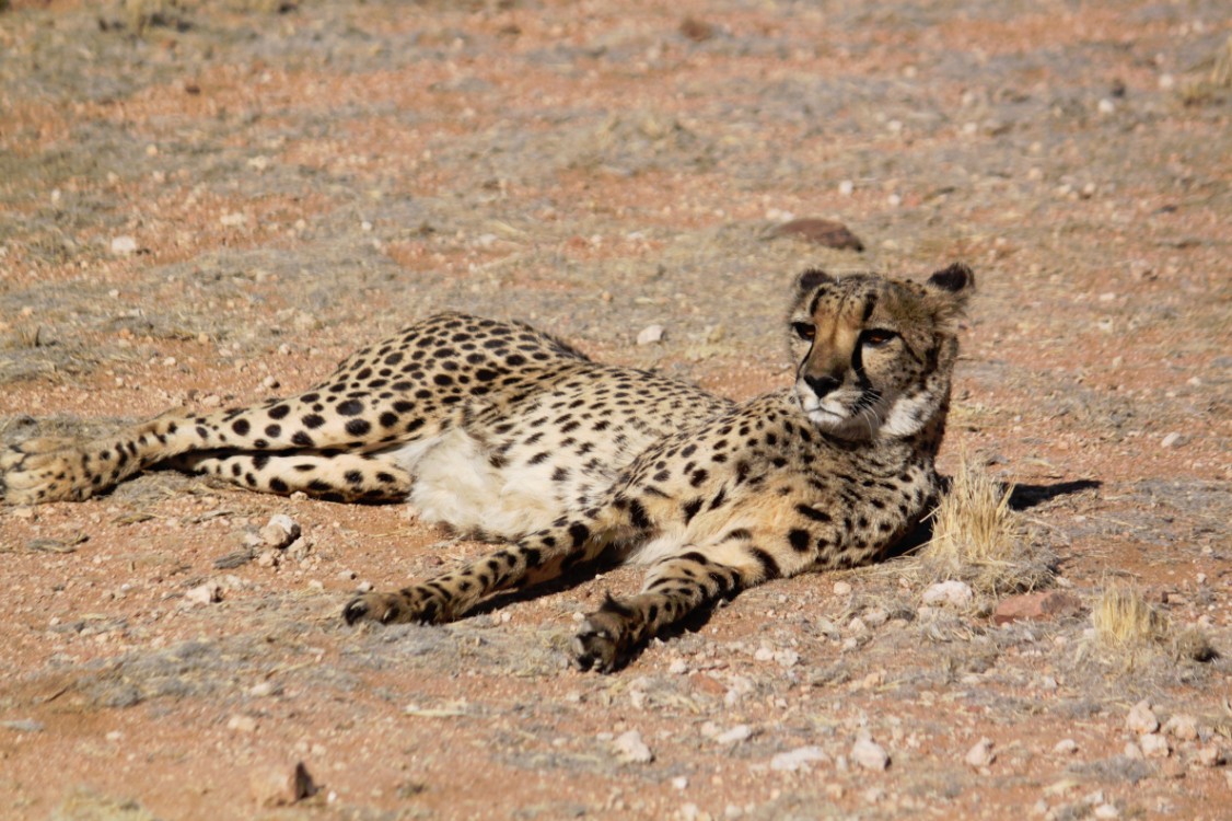 Namibie_Zuid_2015_Img0167