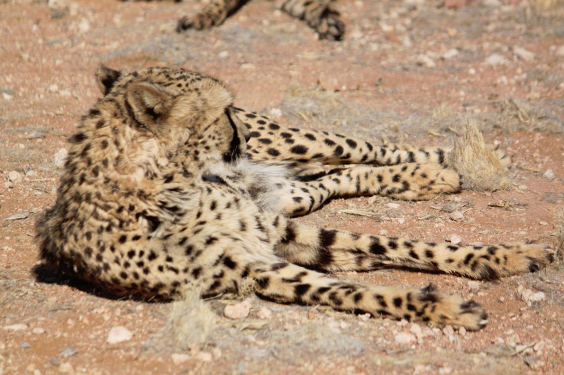 Namibie_Zuid_2015_Img0168