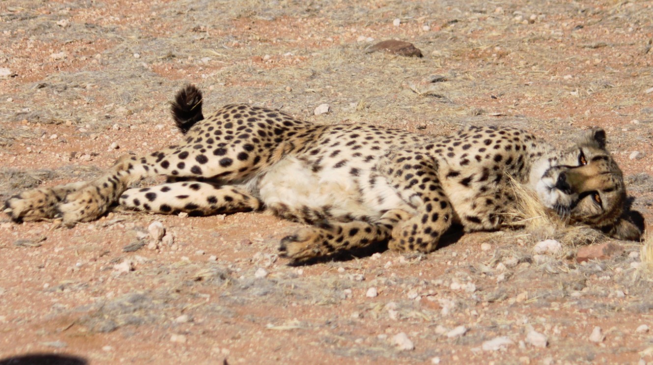 Namibie_Zuid_2015_Img0173