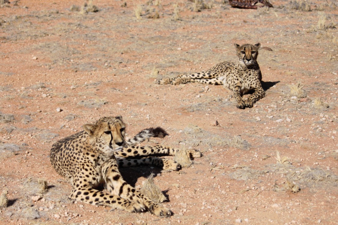 Namibie_Zuid_2015_Img0178