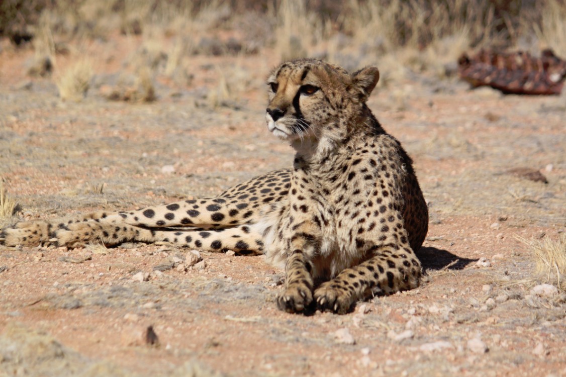 Namibie_Zuid_2015_Img0179