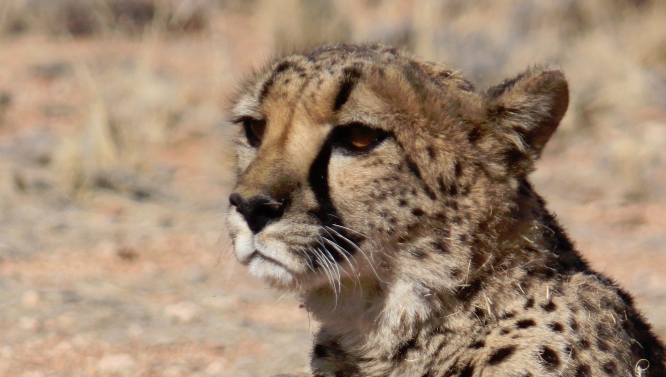 Namibie_Zuid_2015_Img0180