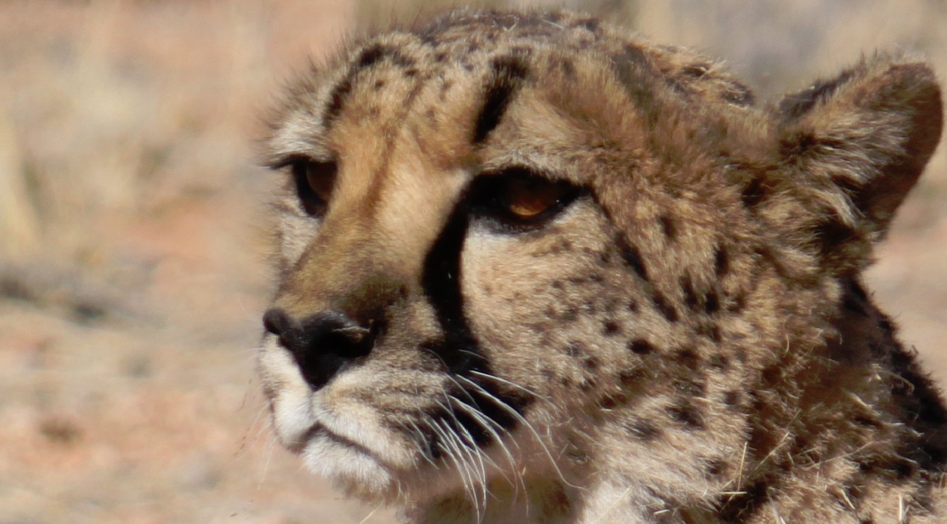 Namibie_Zuid_2015_Img0181