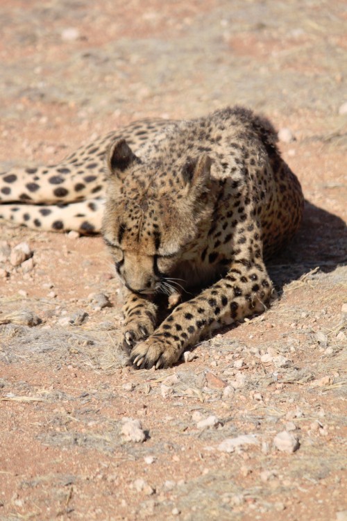 Namibie_Zuid_2015_Img0185