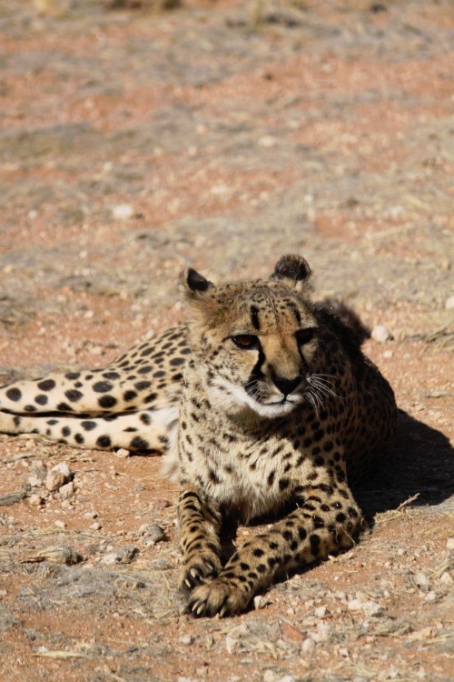 Namibie_Zuid_2015_Img0187