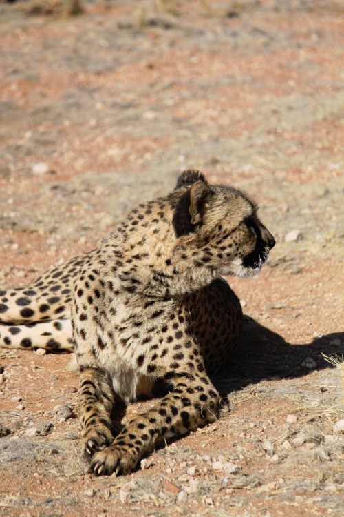 Namibie_Zuid_2015_Img0188