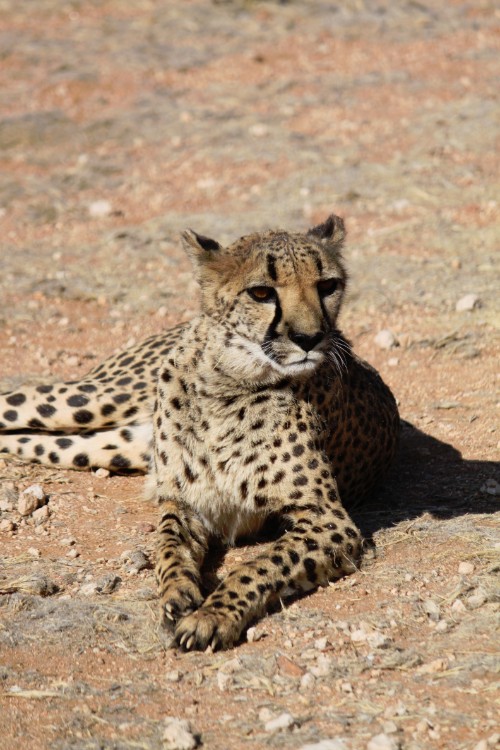 Namibie_Zuid_2015_Img0189