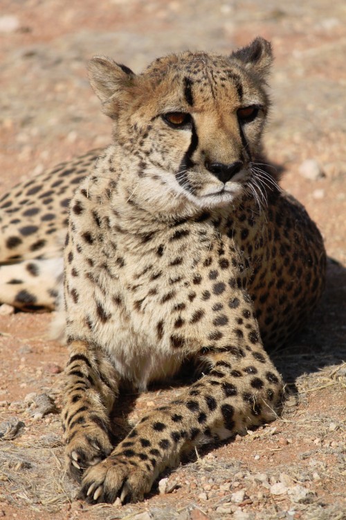 Namibie_Zuid_2015_Img0190