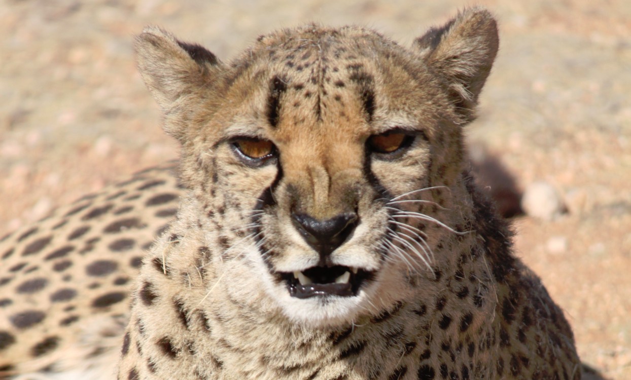 Namibie_Zuid_2015_Img0195