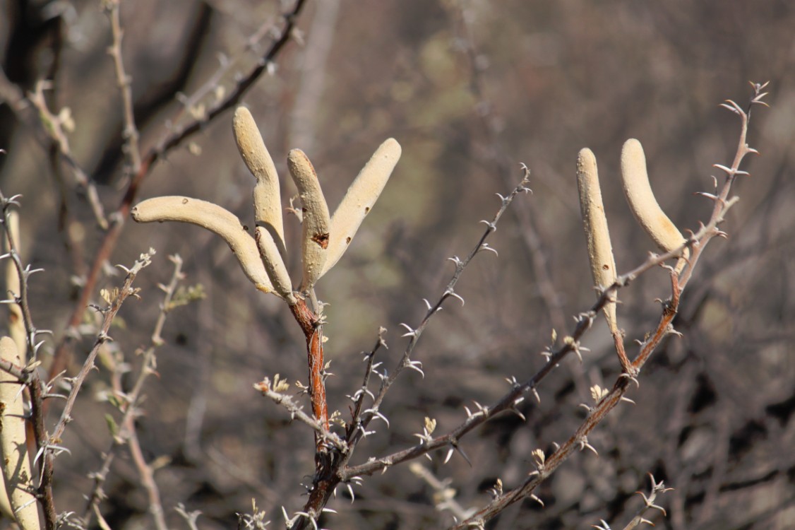 Namibie_NamibDesert_2015_Img0000