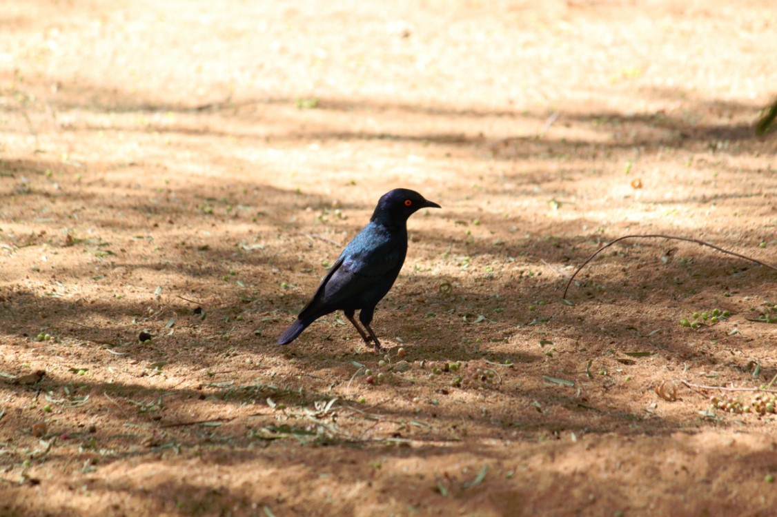 Namibie_NamibDesert_2015_Img0008