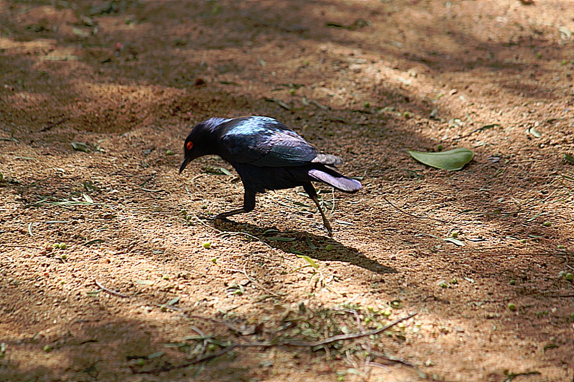 Namibie_NamibDesert_2015_Img0009