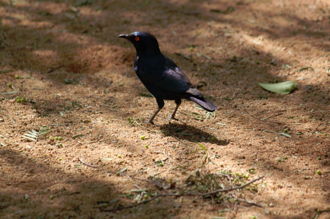 Namibie_NamibDesert_2015_Img0010